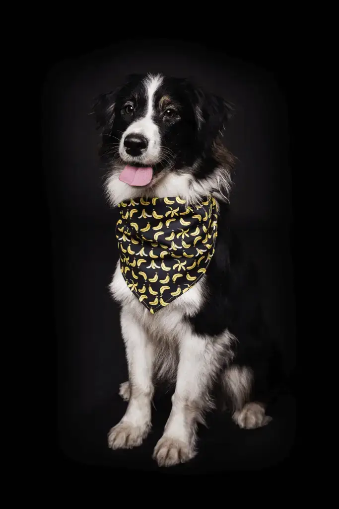 Beneficio de la digestión con comida natural para perros Vivo. Perro sano y feliz.